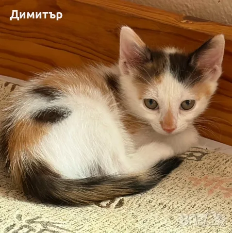 Котенца за осиновяване, снимка 4 - Други - 55415971