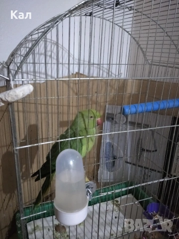 Малък александър