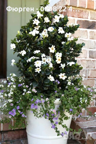 Гардения / Gardenia “Jasminoides”, снимка 2 - Разсади - 55017161