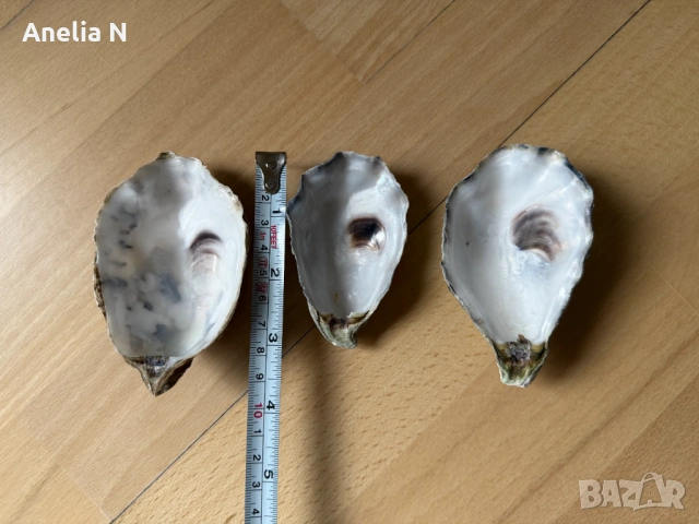 Черупки от стриди, снимка 1 - Морски сувенири - 54245777