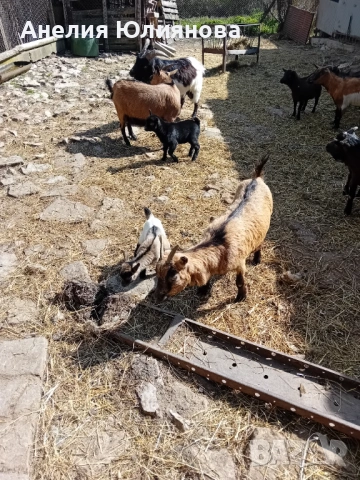 Мини холандцки козички, снимка 2 - За селскостопански - 54283112