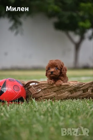 Той пудел Toy poodle, снимка 3 - Пудели - 55006000