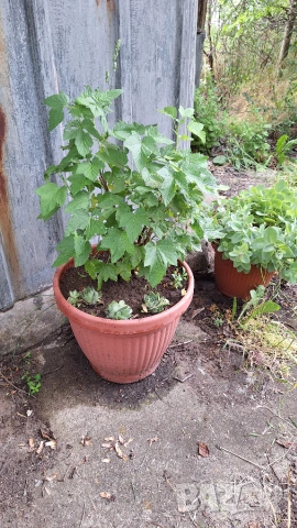 Касис