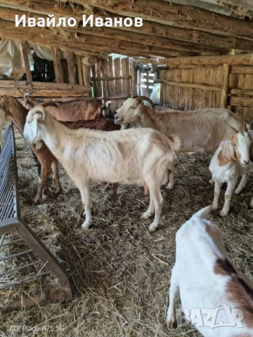 Продавам кози - СПЕШНО, снимка 8 - Кози - 53247338