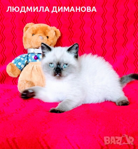 Шотландски мъжки със сини очи. , снимка 10 - Британска късокосместа - 54465113