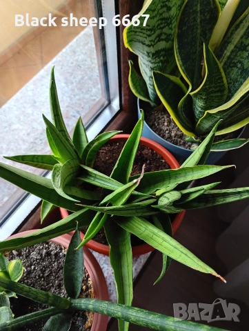 сансевиера големи растения, различни видове, снимка 2 - Стайни растения - 54057225