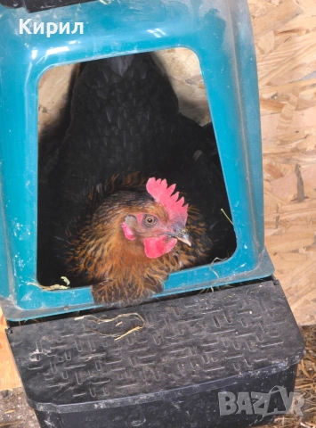 🥚 Домашни яйца от свободно отглеждани кокошки – Пловдив 🐓 , снимка 10 - други­ - 54726146