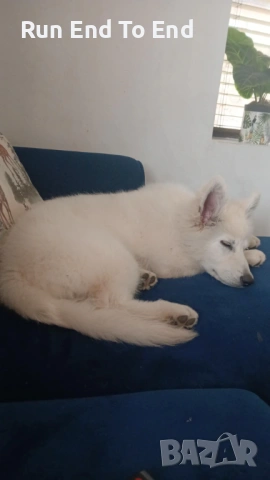 White Swiss Shepherd Puppy for sale, снимка 7 - Бяла овчарка - 54004651