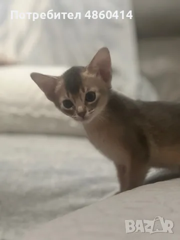 Абисинско котенце , снимка 7 - Други - 54957358