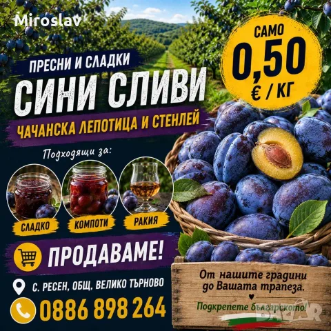 Сини сливи-стенлей и чачанска лепотица