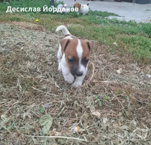 Джак Ръсел Териер , снимка 6 - Джак ръсел териер - 55165300