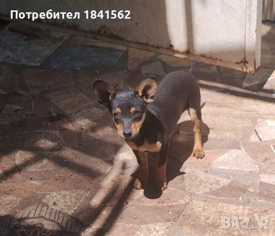 продават се пинчери 