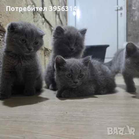 British Shorthair 61 дена, снимка 4 - Британска късокосместа - 55661938