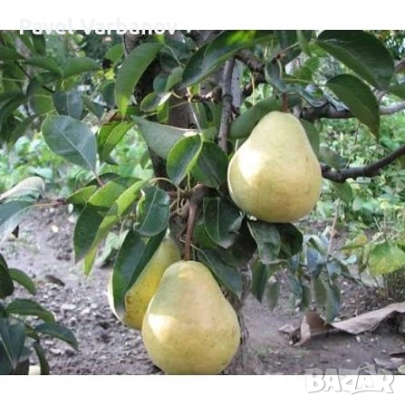 Продавам попска круша , снимка 2 - Градински цветя и растения - 55143847