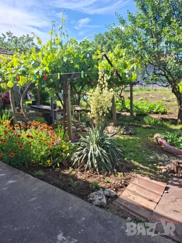  Продавам къща в село Свещари на 7 км. от гр. Исперих, снимка 3 - Къщи - 55420625