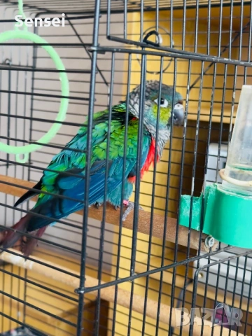 Папагал Пурура Молина , снимка 2 - Папагали - 54017827