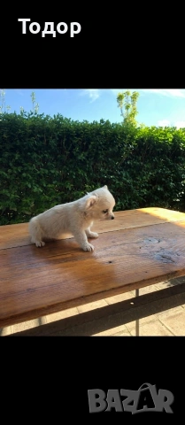 Продавам мини чихуахуа , снимка 4 - Чихуахуа - 54369735