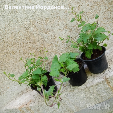 азарина и акалифа, снимка 3 - Стайни растения - 54689570