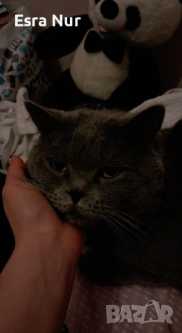 Британска късокосместа котка, на 2 години., снимка 3 - Британска късокосместа - 54098345