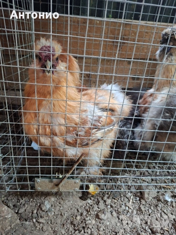 Продавам големи копринки , снимка 8 - Кокошки и пуйки - 54718494