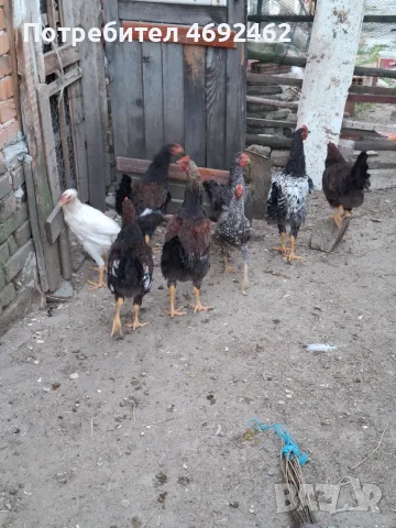Катунски  петли 