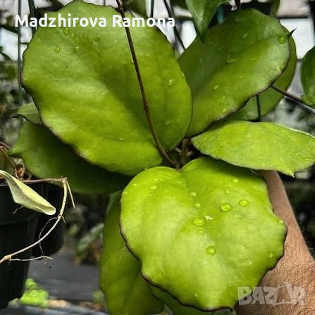  Hoya Хоя Seeds 002, снимка 3 - Стайни растения - 54569686