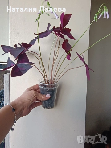 Оксалис, детелина, Oxalis triangularis, снимка 2 - Стайни растения - 54774145