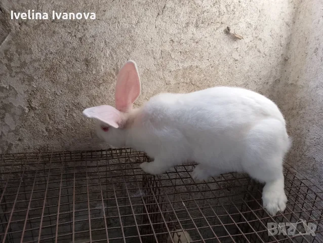 здравейте свободни зайци , снимка 4 - Други животни - 55308118