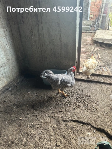 Млади петлета Амрок и Орбинктон 6 месеца