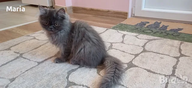 Персийски котета, снимка 9 - Персийска - 47166109