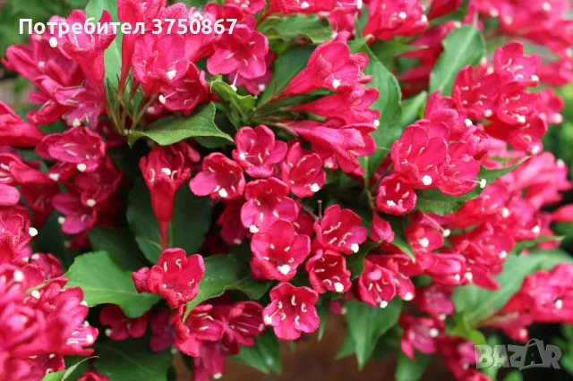 ❤️🌿❤️ Вайгела (Weigela florida) 'Bristol Ruby'