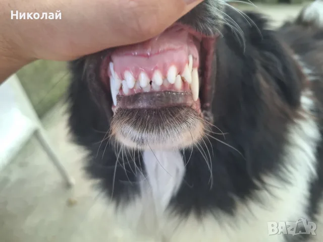 Каракачанско куче, снимка 5 - Каракачанска овчарка - 55657071