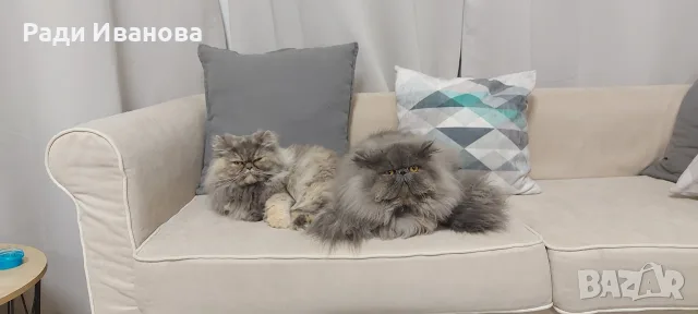 Персийски котета, сестрички родени на 23.05.26г., снимка 9 - Персийска - 55676959