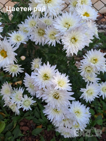 Разсад хризантеми , снимка 8 - Градински цветя и растения - 54010299