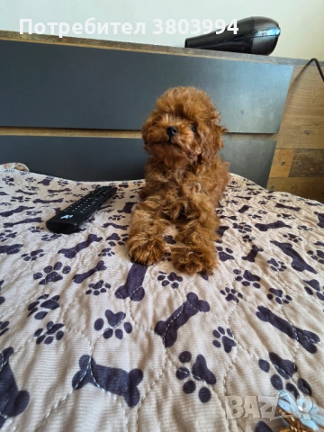 Уникални Той пудел момичета. , снимка 13 - Пудели - 54131488