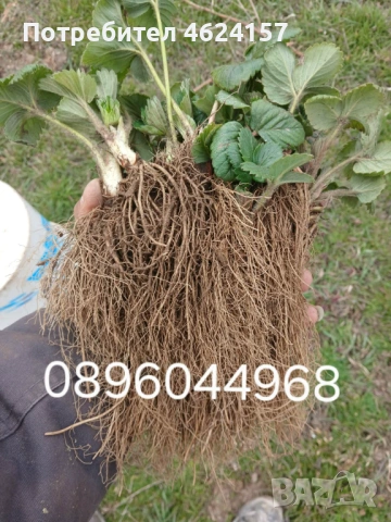 Продавам разсад ягоди