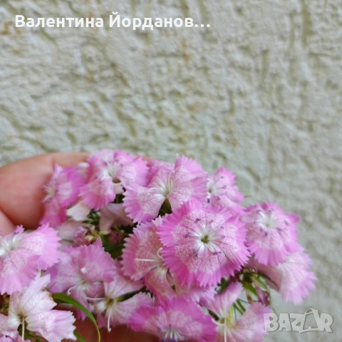 градински студоустойчиви цветя , снимка 2 - Разсади - 54689526