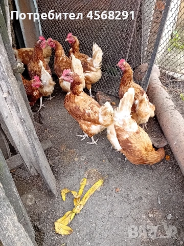 Продавам домашни яйца, снимка 4 - Домашни продукти - 54818857