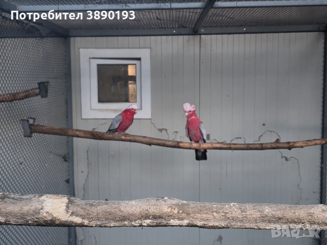 Двойка розово какаду , снимка 2 - Папагали - 55148849
