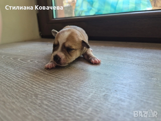 Мини пинчер 