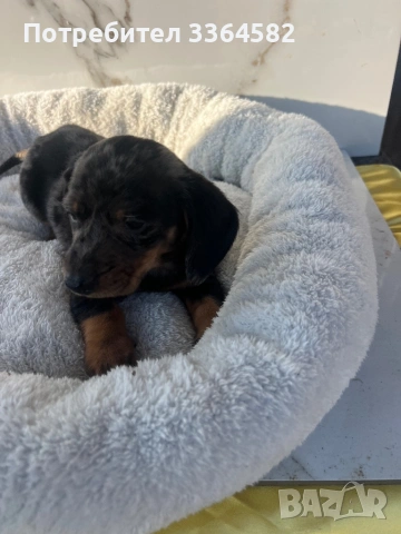 Дакел, снимка 6 - Дакели - 53977935