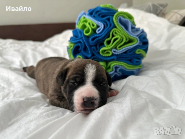 Американски Стафордширски Териер, снимка 3 - Американски стафордширски териер - 54329768