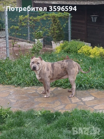 American Bully XL, снимка 3 - Питбул - 55011381