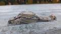 Zenith Defy automatic (леко хлабава коронка), снимка 4
