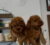 Podlle Toy Пудел Той , снимка 3