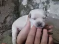 Кучета мини пинчери, снимка 2