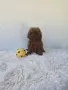 Той Пудел момче Той Пудел , снимка 2