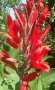 🌺🌺🌺Канна🌺🌺🌺, снимка 1