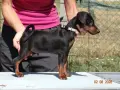 Миниатюрен Пинчер / zwergpinscher, снимка 4