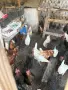 Продавам млади кокошки, снимка 3